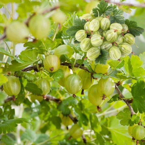 Ribes uva-crispa 'Hinnonmäki Grün' - Aed-karusmari 'Hinnonmäki Grün' C3/3L